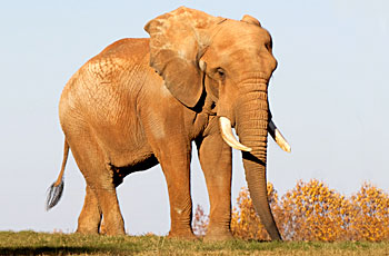 african elephant