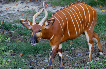 Bongo African antelope