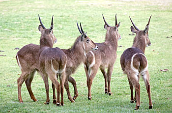 common waterbuck