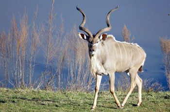 greater kudo antelope