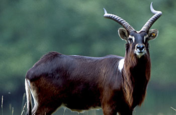 nile lechwe antelope