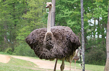 african ostrich