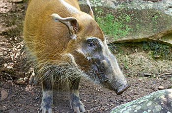 red river hog