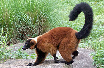 red-ruffed lemur