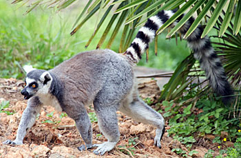 ring-tailed lemur