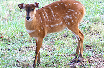 sitatunga antelope