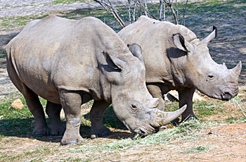 southern african white rhino