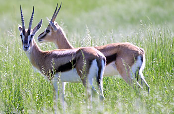 afican thomson's gazelle