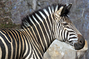 zebra