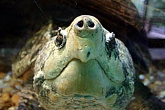 alligator snapping turtle