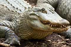 american alligator