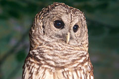 barred owl