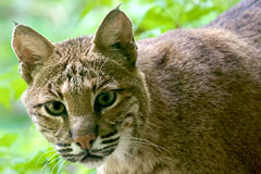 bobcat