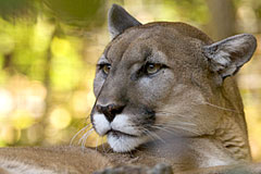 cougar