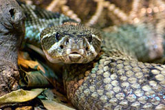 eastern cottonmouth snake