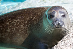 harbor seal