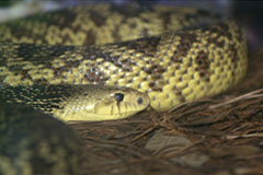 louisiana pine snake