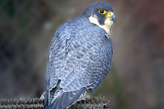 peregrine falcon