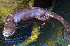 river otter