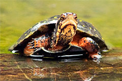 spotted turtle