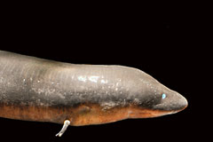 two-toed amphiuma