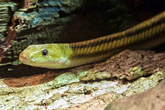 yellow rat snake