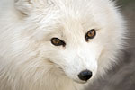 arctic fox