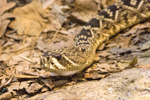 eastern diamondback rattlesnake