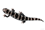 marbled salamander