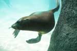 sea lion